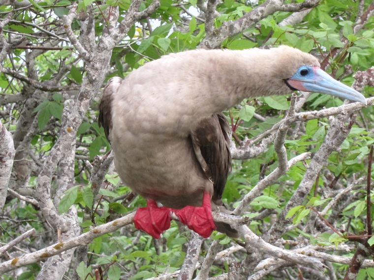 Ecuador Galapagos Islands, Galapagos Islands, juvenile red-footed booby, Genovesa, Walkopedia