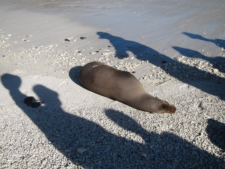 Ecuador Galapagos Islands, Galapagos Islands, Sea Lion and admirers, Genovesa, Walkopedia