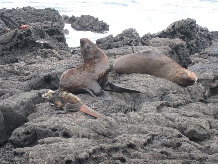 Ecuador Galapagos Islands, Galapagos Islands, Marine Iguana and sea lions, Puerto Egas, San Salvador, Walkopedia