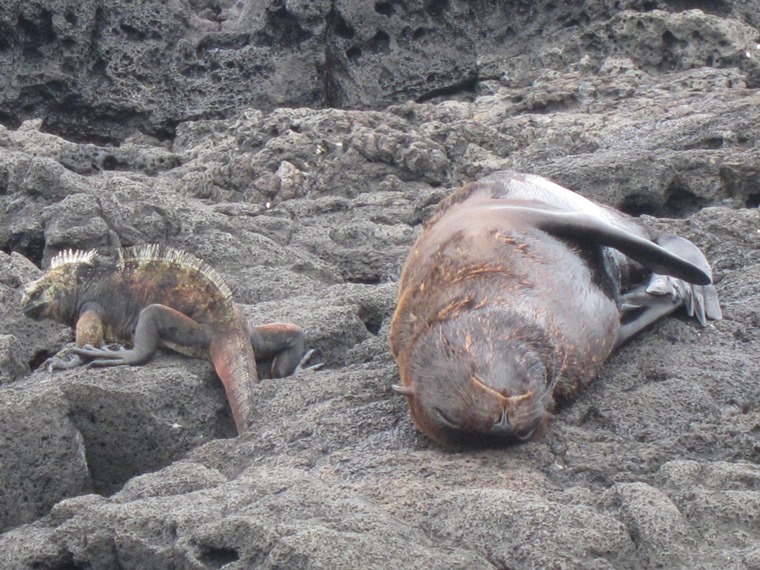 Ecuador Galapagos Islands, Galapagos Islands, Marine Iguana and sea lion, Puerto Egas, San Salvador, Walkopedia