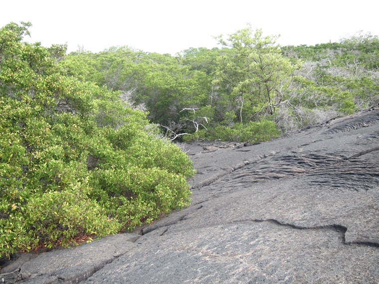 Ecuador Galapagos Islands, Galapagos Islands, Punta Espinoza, Fermandina, Walkopedia