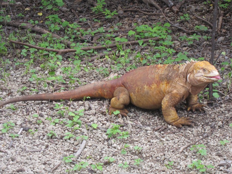 Ecuador Galapagos Islands, Galapagos Islands, , Walkopedia