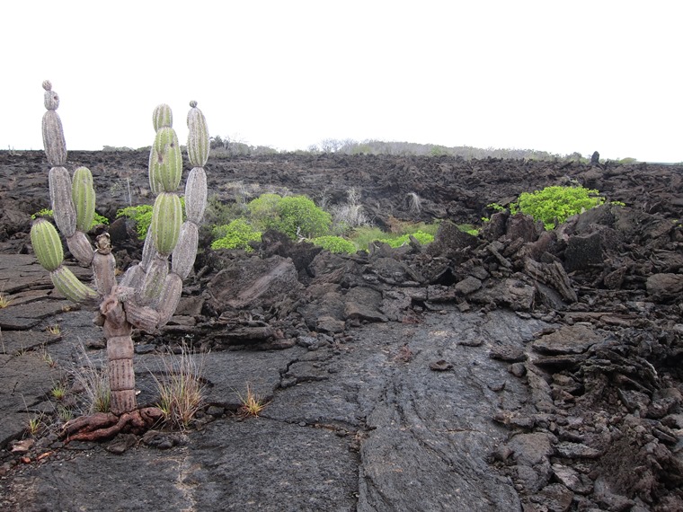 Ecuador Galapagos Islands, Galapagos Islands, Lava field, Punta Moreno, Isabela, Walkopedia