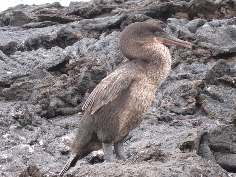 Ecuador Galapagos Islands, Galapagos Islands, Flightless cormorant, Walkopedia