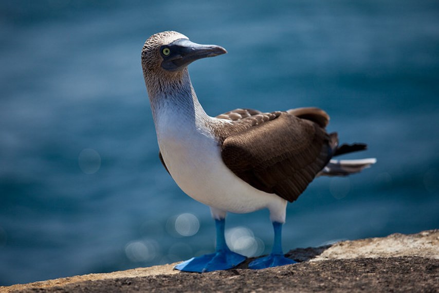 Ecuador Galapagos Islands, Galapagos Islands, Blue footed booby, Walkopedia