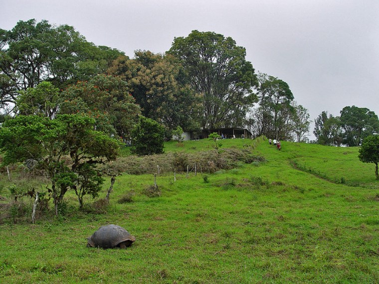 Ecuador Galapagos Islands, Galapagos Islands, Giant tortoise on Santa Cruz, Walkopedia