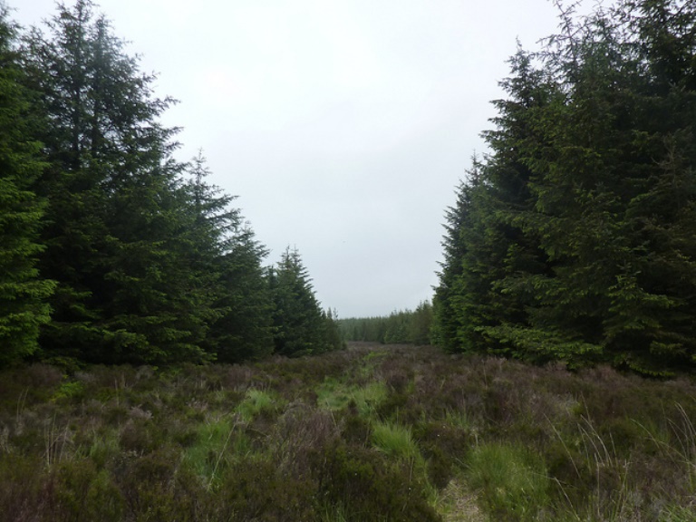 Southern Uplands Way: Entering the forest at Brockloch Hill  - © flickr user Andrew Bowden