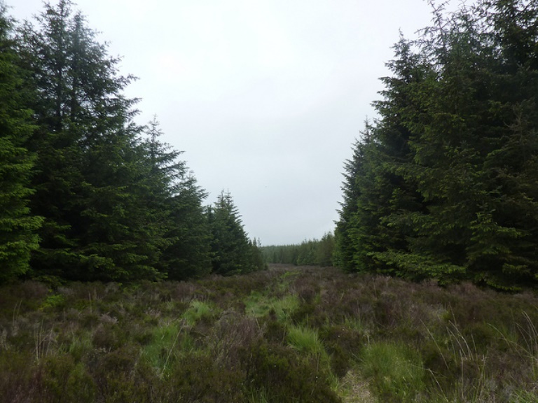 United Kingdom Scotland Borders, Southern Uplands Way, Entering the forest at Brockloch Hill , Walkopedia