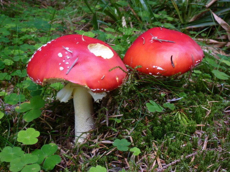Southern Uplands Way: toadstools  - © flickr user Andrew Bowden