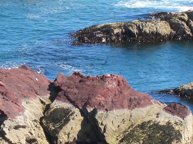 United Kingdom Scotland Borders, St Abbs Head, Seal, Walkopedia