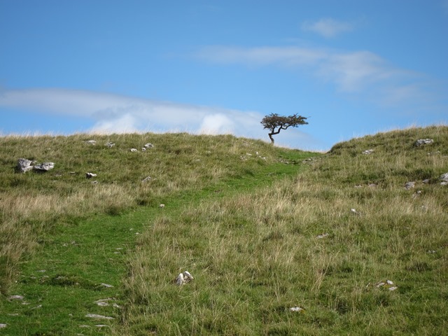 United Kingdom England Yorkshire Dales, Feizor Thwait and Smearsett Scar, Lonely tree, Walkopedia