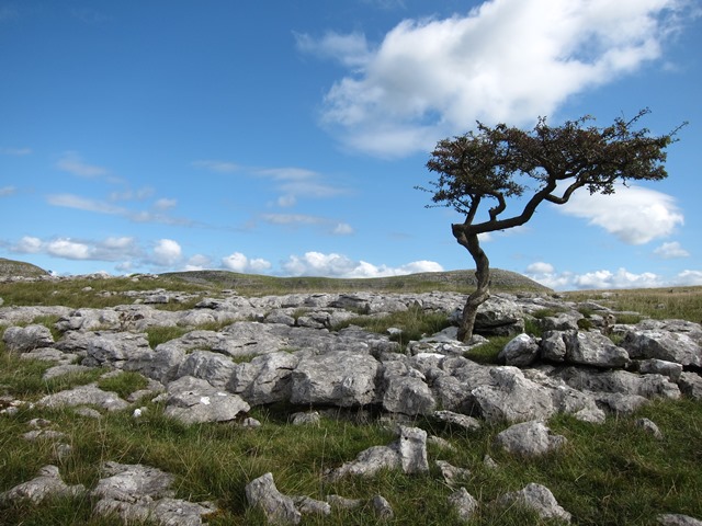 United Kingdom England Yorkshire Dales, Feizor Thwait and Smearsett Scar, Lonely tree in rock pavement, Walkopedia