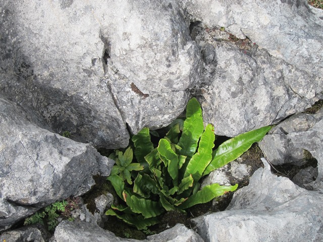 United Kingdom England Yorkshire Dales, Feizor Thwait and Smearsett Scar, Fern in rock pavement, Walkopedia