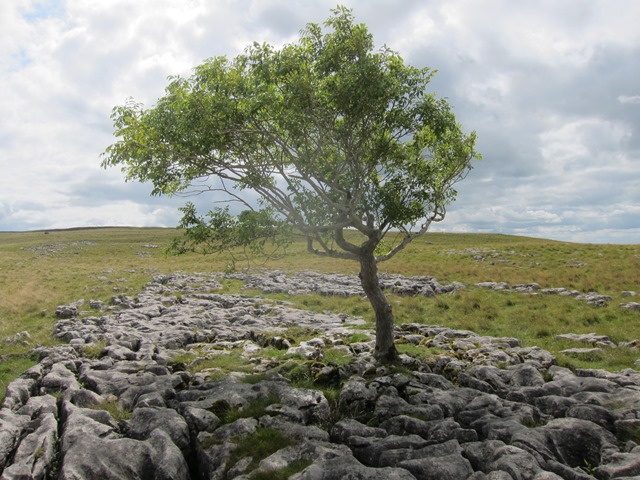 United Kingdom England Yorkshire Dales, Feizor Thwait and Smearsett Scar, another Lonely tree in rock pavement, Walkopedia