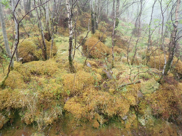 United Kingdom Scotland SW Highlands, West Highland Way, , Walkopedia