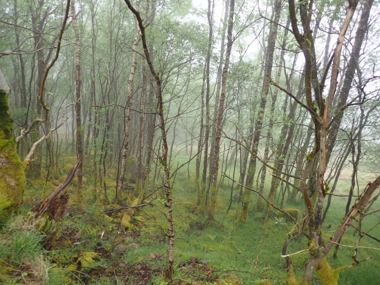 United Kingdom Scotland SW Highlands, West Highland Way, , Walkopedia