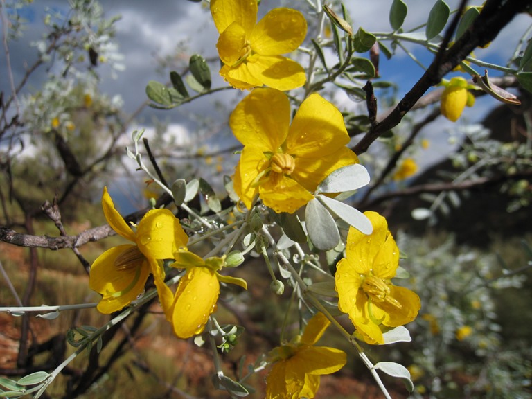 Australia Northern Territory, West Macdonnell Ranges, , Walkopedia