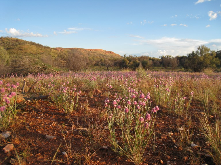 Australia Northern Territory, West Macdonnell Ranges, , Walkopedia