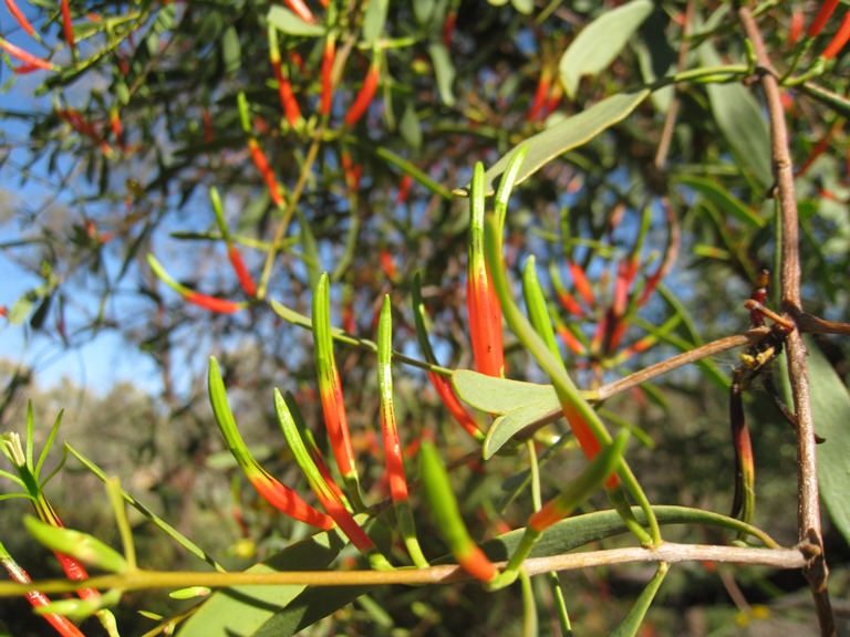 Australia Northern Territory, West Macdonnell Ranges, , Walkopedia