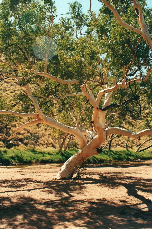 Australia Northern Territory, West Macdonnell Ranges, Near Standley Chasm, Walkopedia