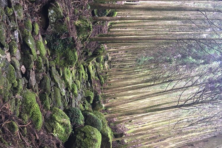 Japan Kansai: Kii Peninsula, Kumano Kodo, Ogumotori segment with steep elevation of 400 meters elevation , Walkopedia