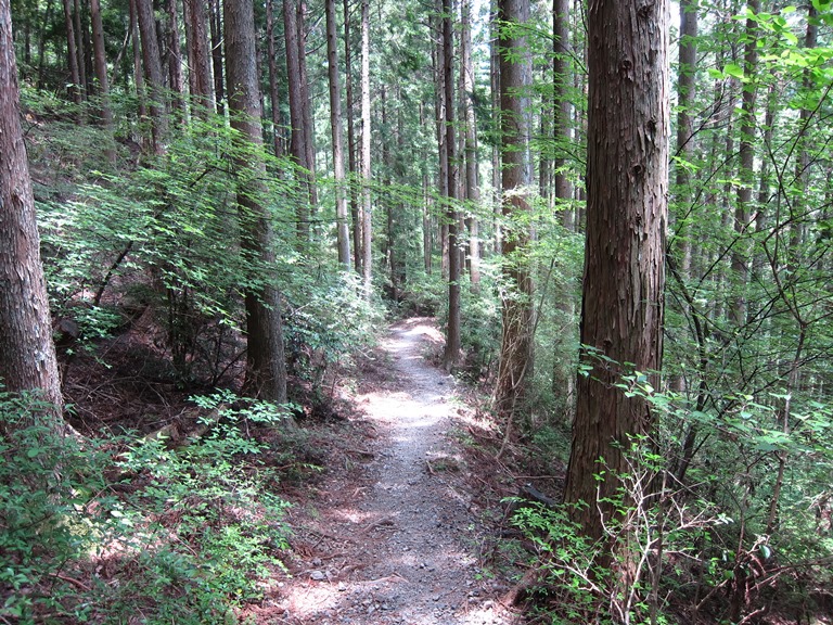 Japan Kansai: Kii Peninsula, Kumano Kodo, Nakahechi - Dappled sun , Walkopedia