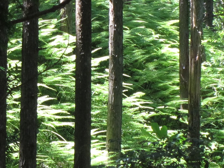 Japan Kansai: Kii Peninsula, Kumano Kodo, Nakahechi - Illuminated ferns , Walkopedia