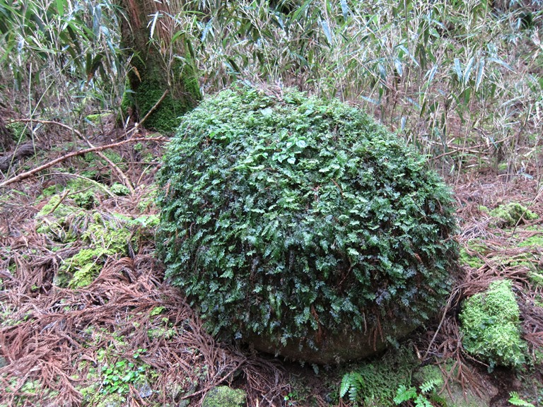 Japan Kansai: Kii Peninsula, Kumano Kodo, Nakahechi - covered boulder , Walkopedia