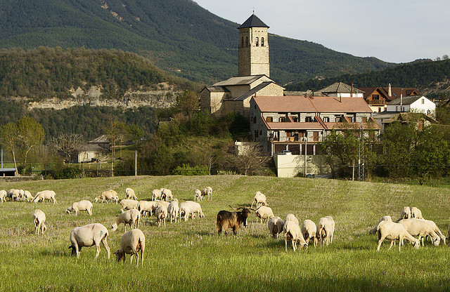 Spain Pyrenees, Valle de Tena, Flock, Walkopedia