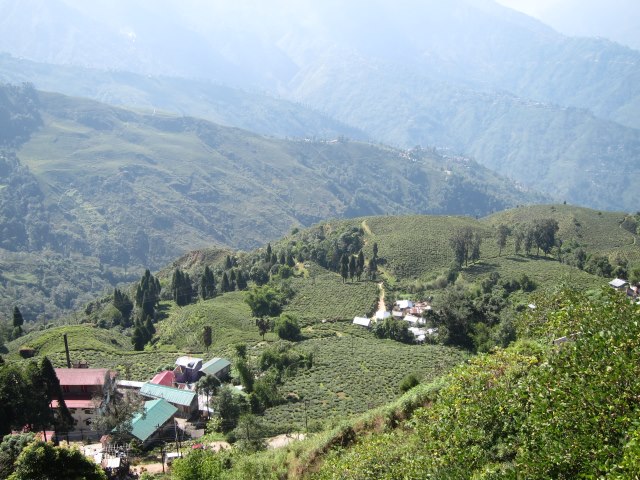 India Sikkim and nearby, Around Darjeeling, Tea slopes below Darjeeling, Walkopedia