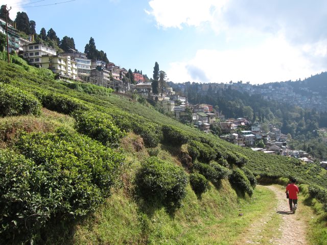 Around Darjeeling: Tea plantation below Darjeeling - © William Mackesy