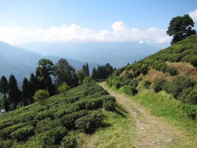 Around Darjeeling
Tea plantation below Darjeeling - © William Mackesy Around Darjeeling
Tea plantation below Darjeeling - © William Mackesy