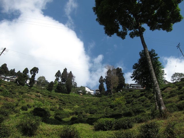India Sikkim and nearby, Around Darjeeling, Tea plantation, looking up to  Darjeeling, Walkopedia
