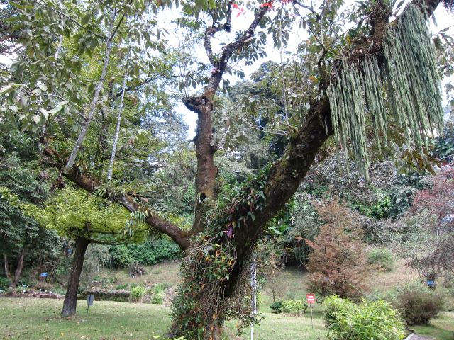 Around Darjeeling: Botanical Garden - © William Mackesy