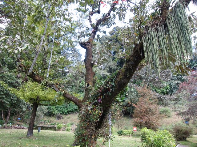 India Sikkim and nearby, Around Darjeeling, Botanical Garden, Walkopedia