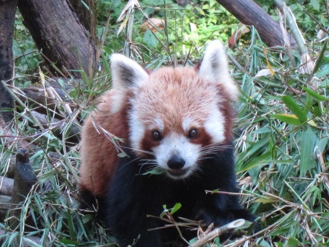 India Sikkim and nearby, Around Darjeeling, Red Panda in zoo, Walkopedia