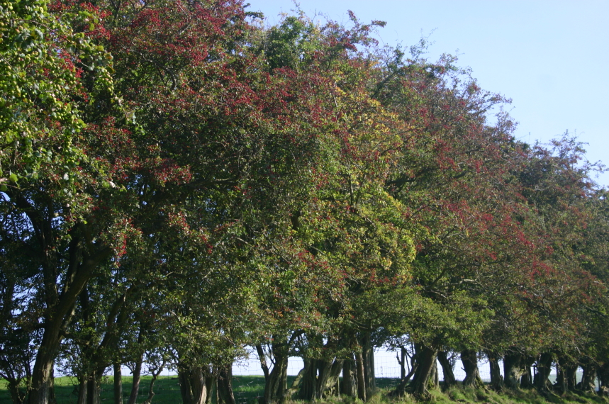 United Kingdom England/Wales, Offa's Dyke Path, Autumn berries, Walkopedia