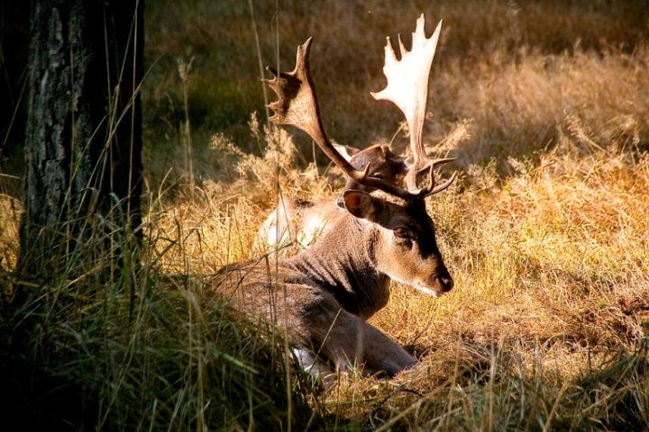 Deer - © flickr user- Marc Veraart Belovezhskaya Pushcha: Deer - © flickr user- Marc Veraart