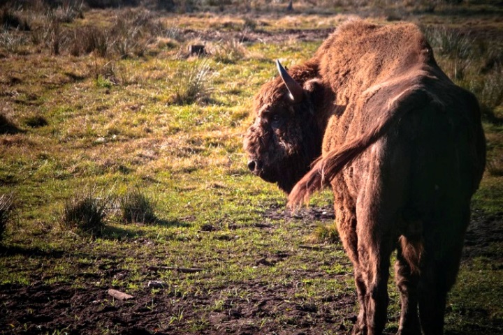 Belarus, Belovezhskaya Pushcha, European Bison , Walkopedia