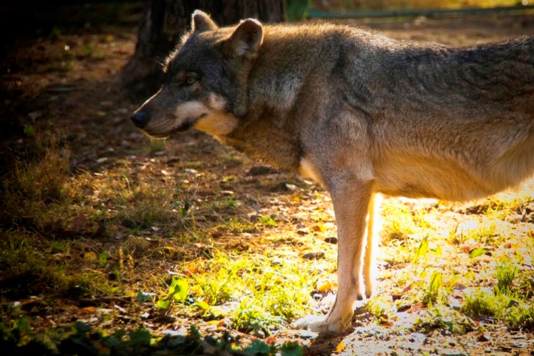 Wolf - © flickr user- Marc Veraart... Belovezhskaya Pushcha: Wolf - © flickr user- Marc Veraart...