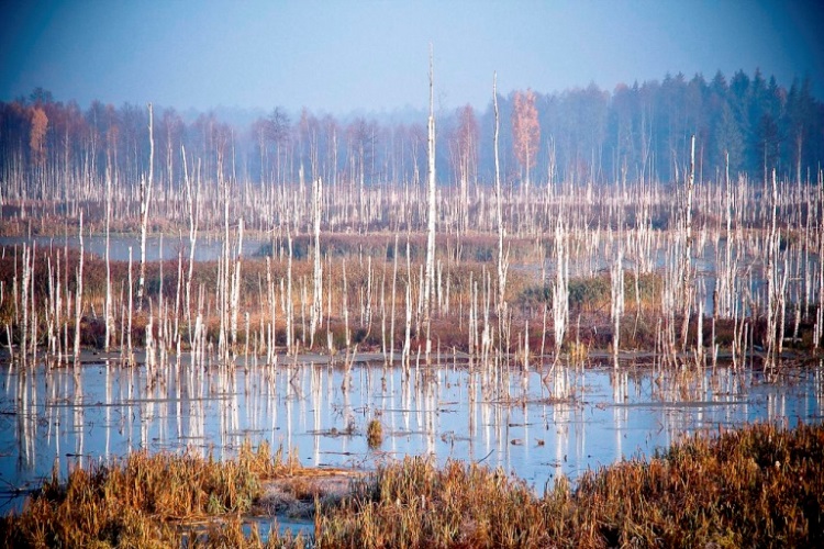 Belarus, Belovezhskaya Pushcha, , Walkopedia