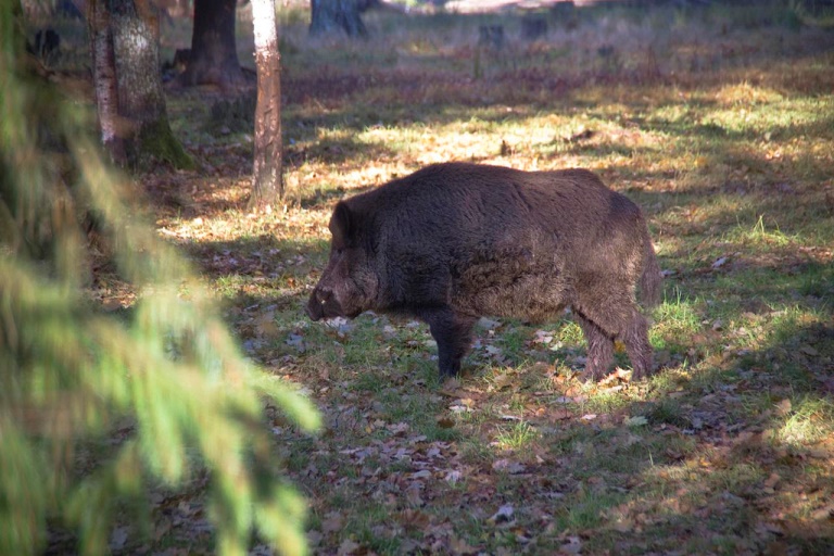 Belarus, Belovezhskaya Pushcha, , Walkopedia