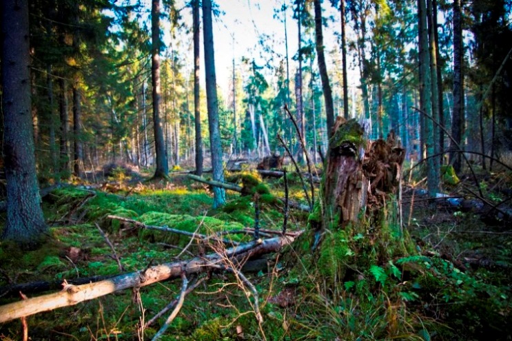 Belarus, Belovezhskaya Pushcha, , Walkopedia