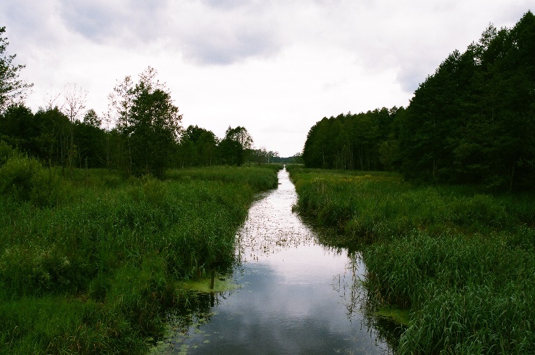 Poland, Bialowieza Forest , Bialowieska Forest , Walkopedia