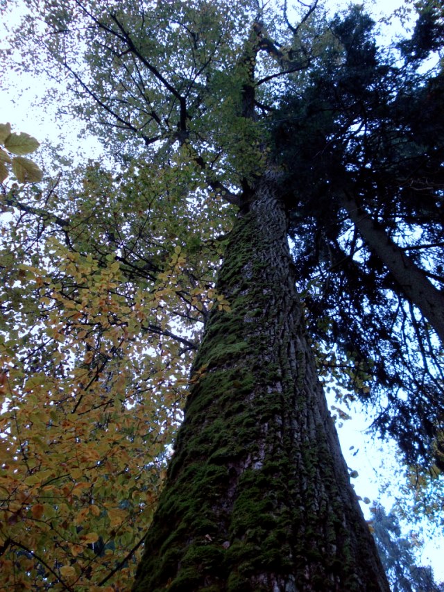 Poland, Bialowieza Forest , Bialowieza Forest Autumn, Walkopedia