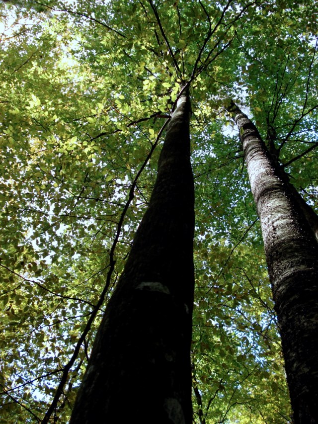 Poland, Bialowieza Forest , Bialowieza Forest Autumn, Walkopedia