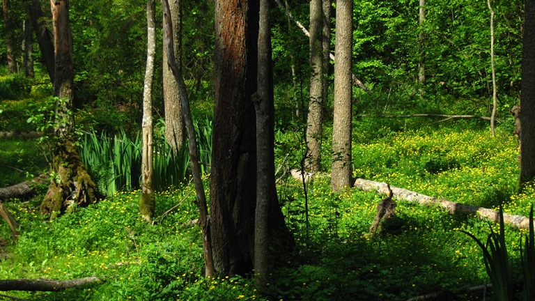 Poland, Bialowieza Forest , Poland, Bialowieska forest, Buttercups (Ranunculus), Walkopedia