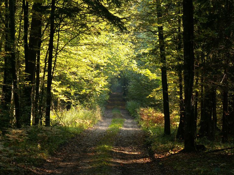 Poland, Bialowieza Forest , Bialowieska National Park, Poland , Walkopedia