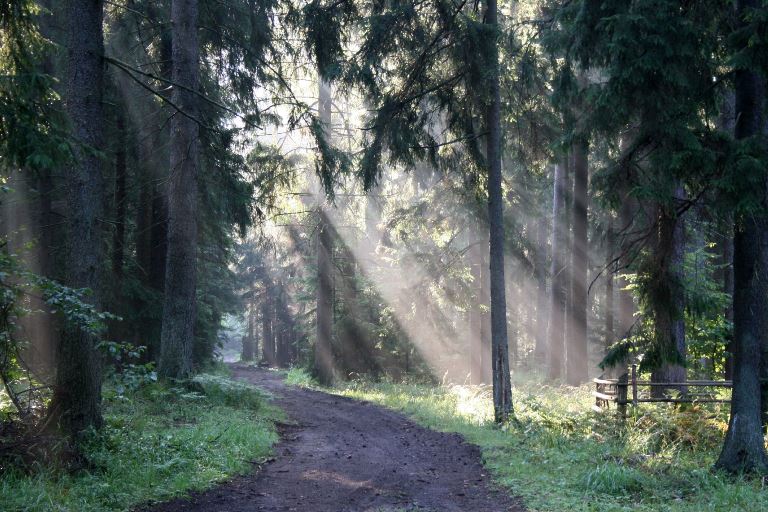 Poland, Bialowieza Forest , Bialowieska National Park, Poland , Walkopedia