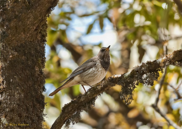 India NW: Uttarakhand/Kumaon, Binsar Wildlife Sanctuary, Black-crested Thrush, Walkopedia